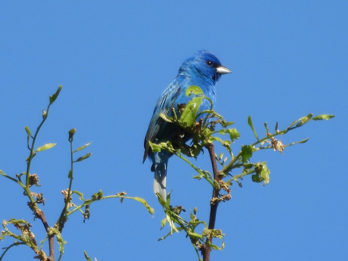 Indigo Bunting - Kevin Seymour