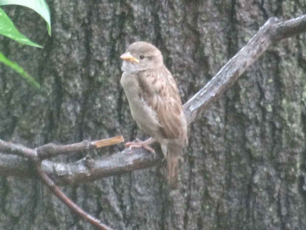 House Sparrow - John Tollefson