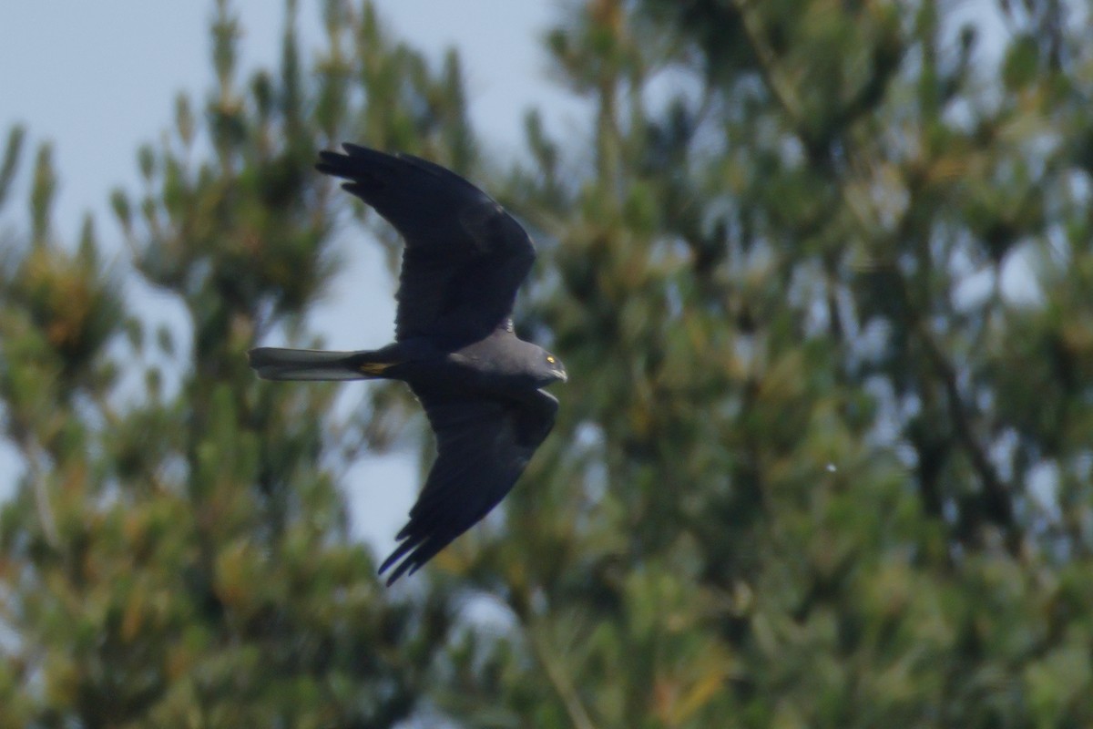 Montagu's Harrier - ML619542469