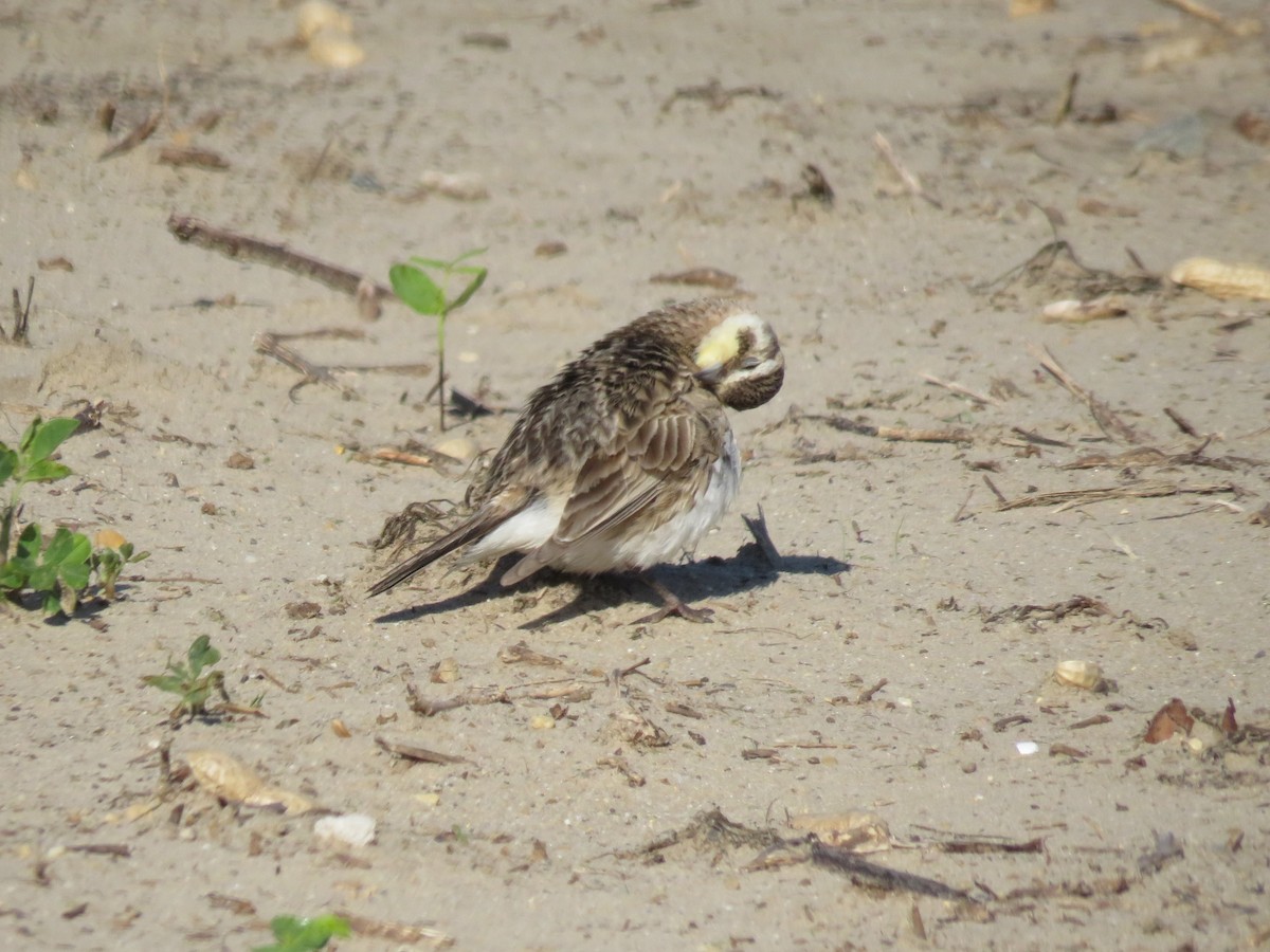 Horned Lark - Eric Cormier