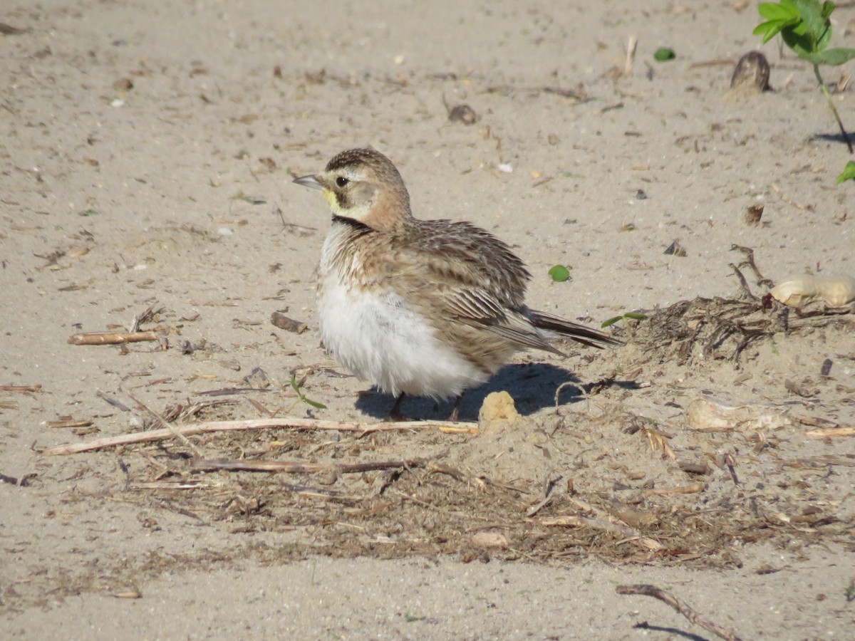 Horned Lark - Eric Cormier