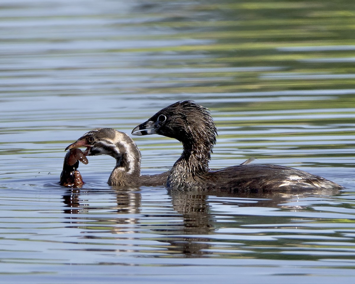 Pied-billed Grebe - Julie Doerr