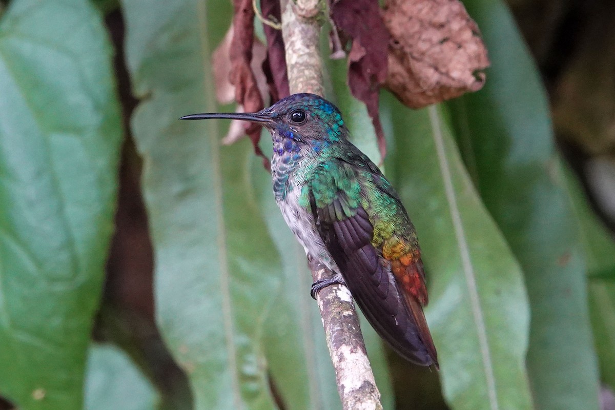 Golden-tailed Sapphire - Celesta von Chamier