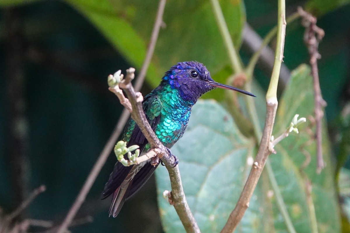 gyllenhalekolibri - ML619542479