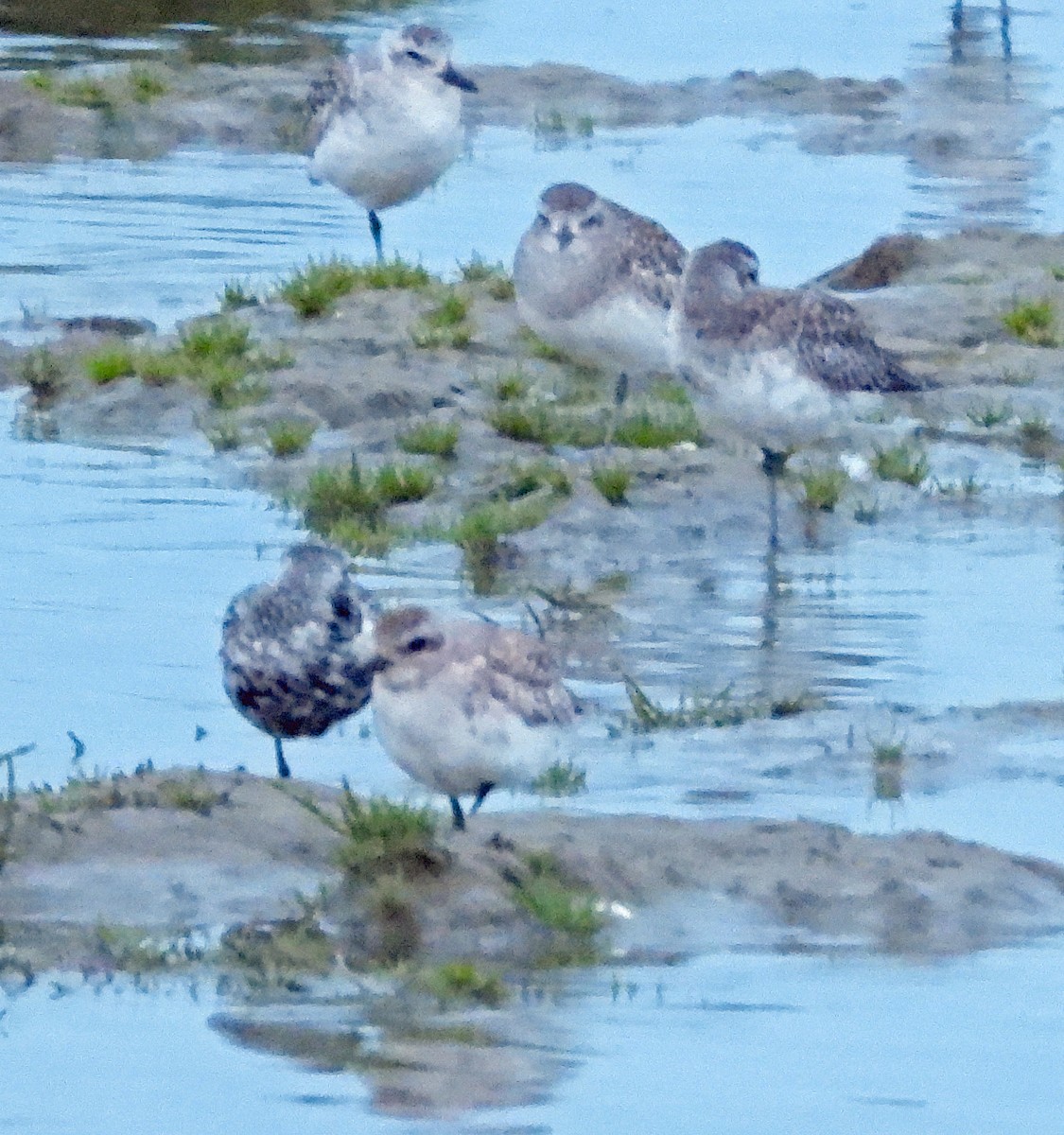 Black-bellied Plover - Jock McCracken