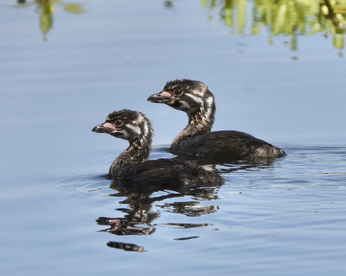 Pied-billed Grebe - Julie Doerr