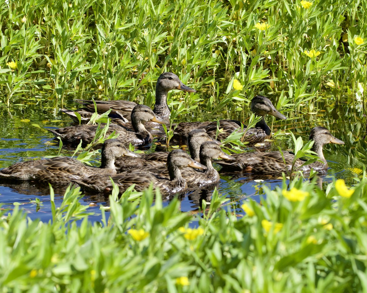 Canard colvert - ML619542482