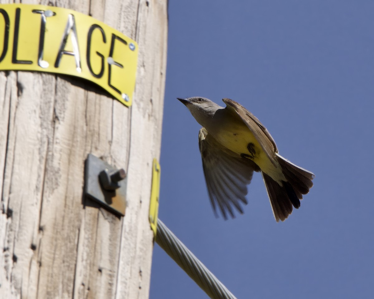 Western Kingbird - Julie Doerr