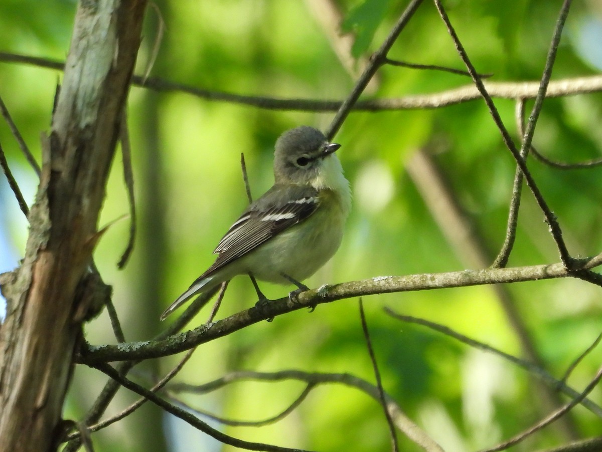 vireo sp. - Kevin Seymour