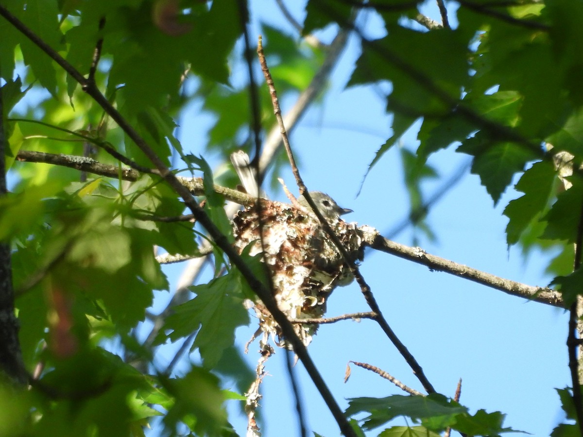 Vireo sp. - ML619542485