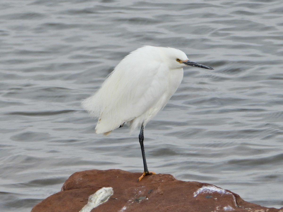 Snowy Egret - Katie Conlin