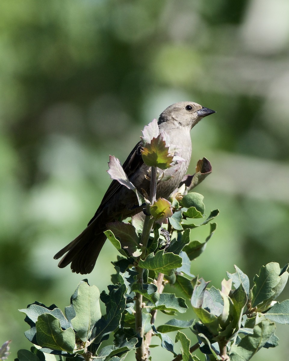 Brown-headed Cowbird - ML619542489