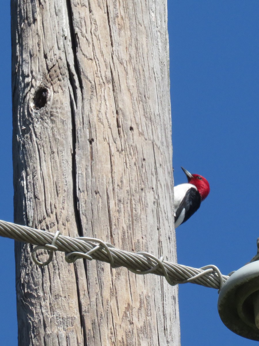 Red-headed Woodpecker - Eric Cormier