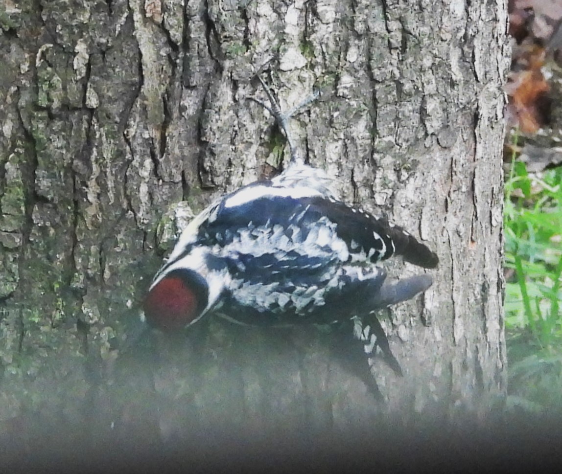 Yellow-bellied Sapsucker - Sue Ascher