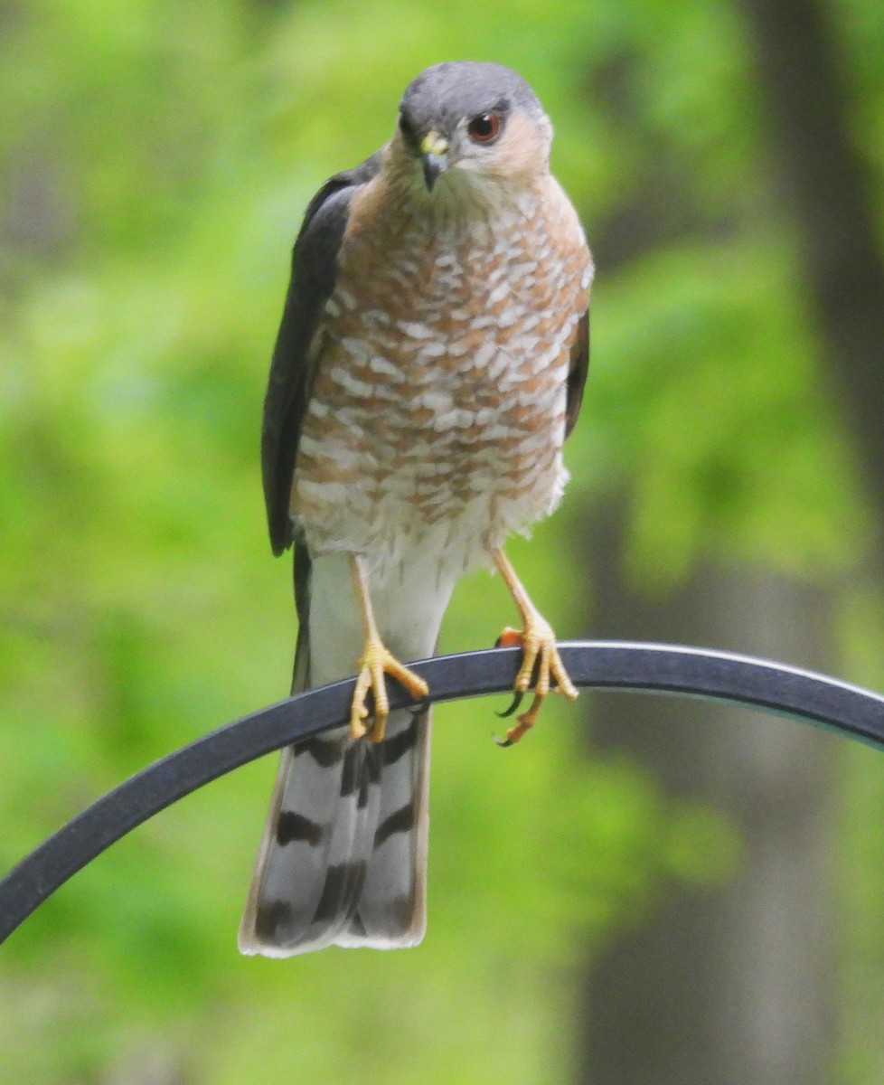 Sharp-shinned Hawk - Sue Ascher