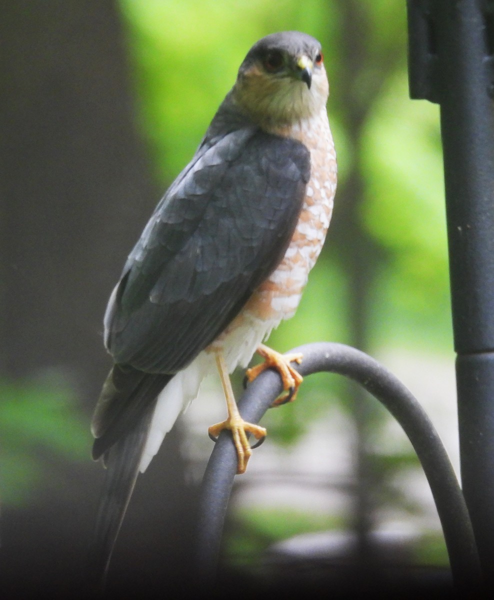 Sharp-shinned Hawk - Sue Ascher