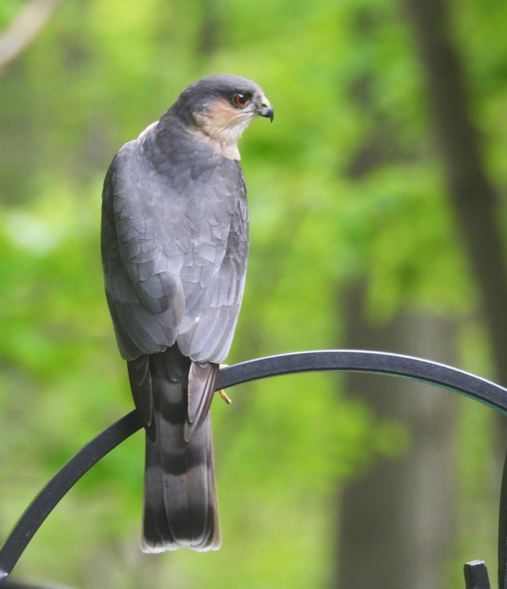 Sharp-shinned Hawk - Sue Ascher