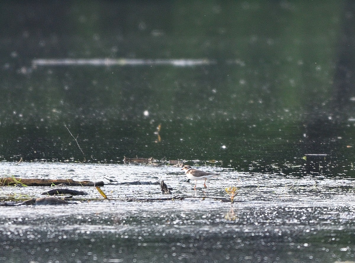 Semipalmated Plover - Jaime Thomas