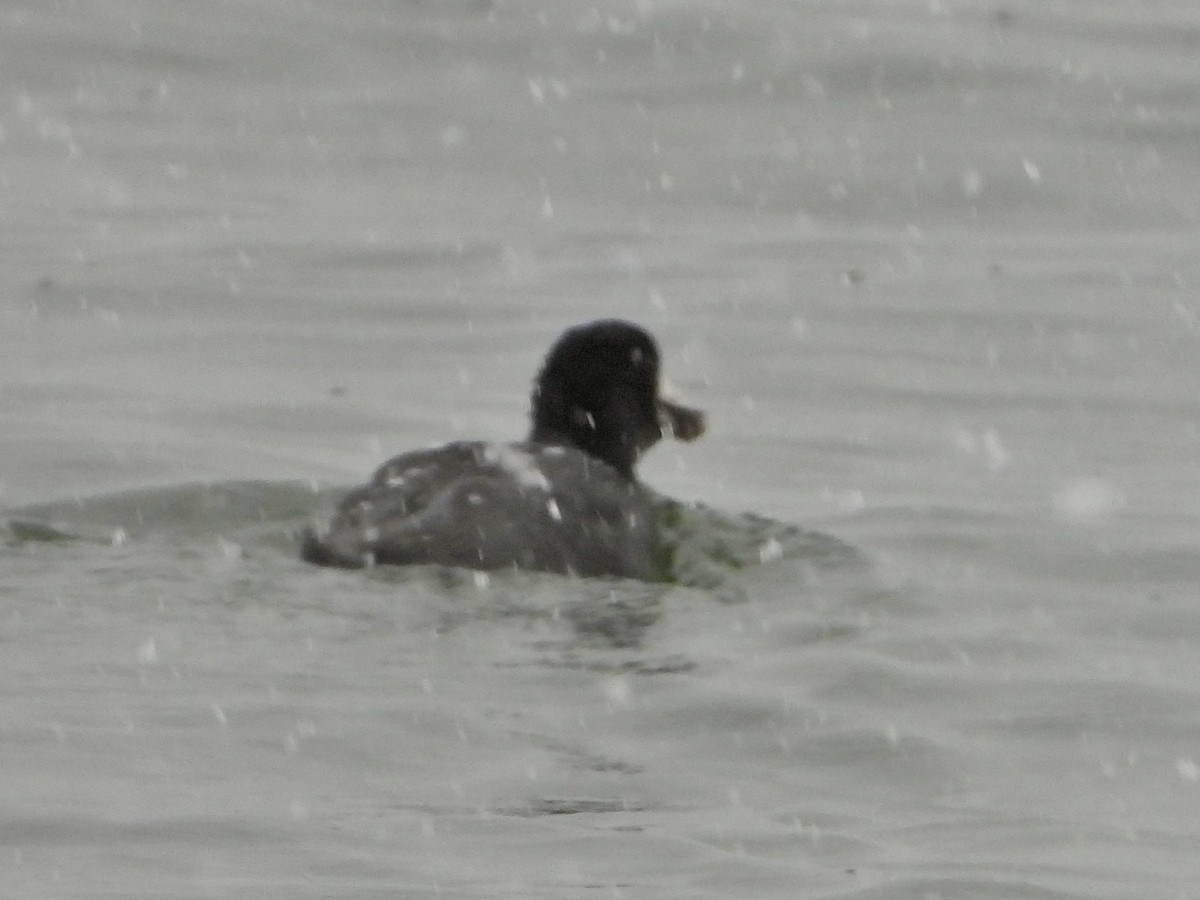 American Coot - Katie Conlin