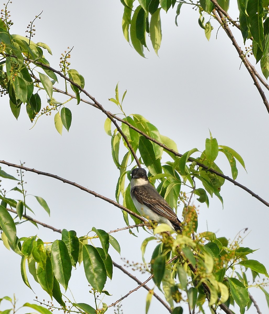 Eastern Kingbird - ML619542501