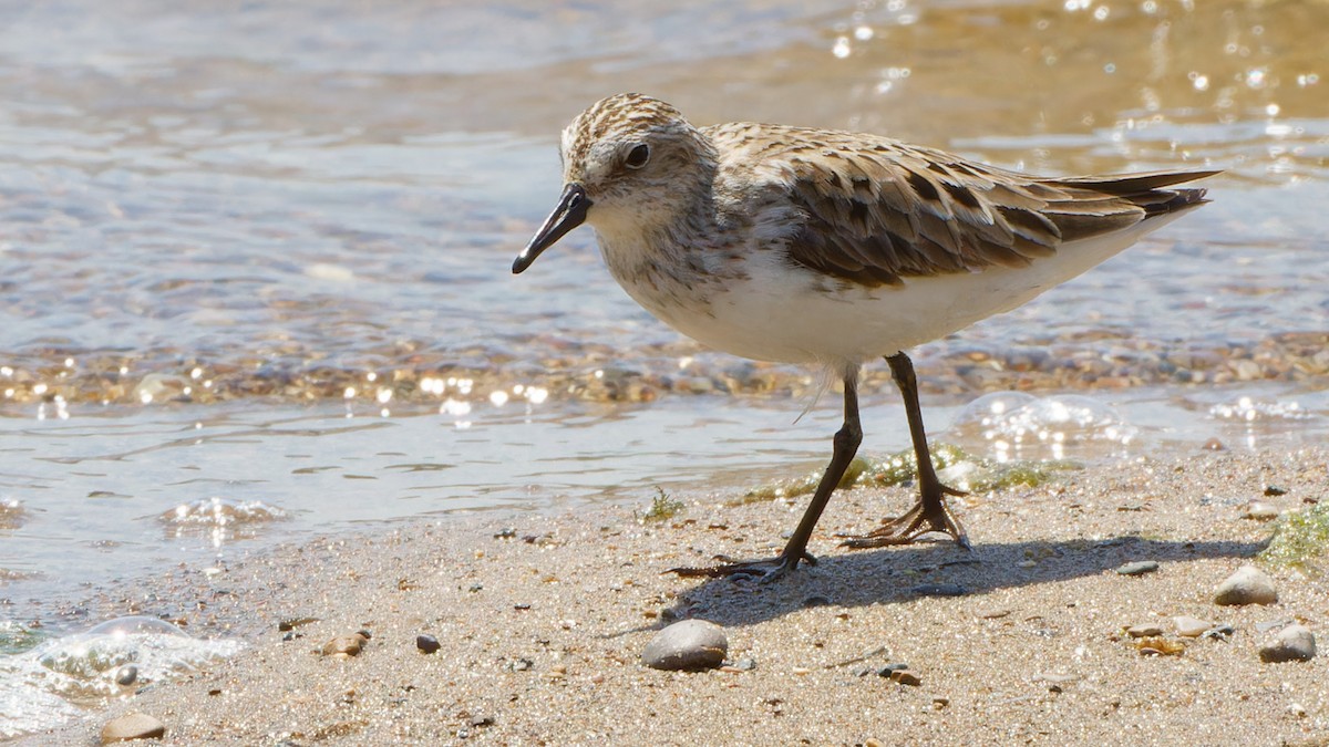 Semipalmated Sandpiper - Bob Scheidt