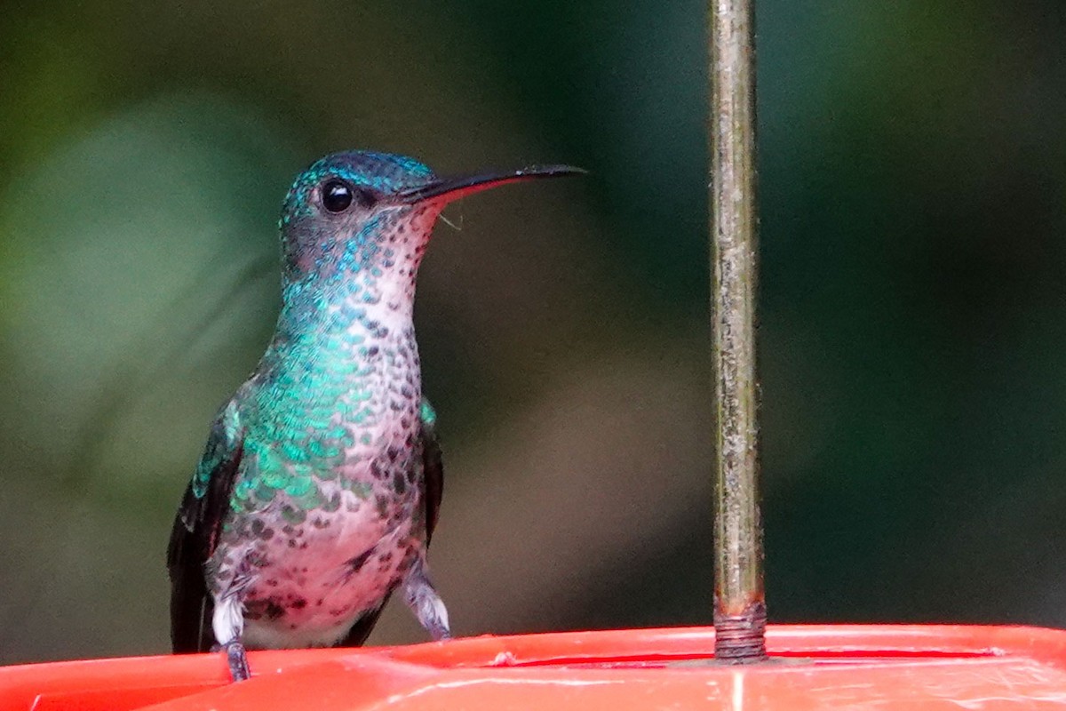 Glittering-throated Emerald - Celesta von Chamier