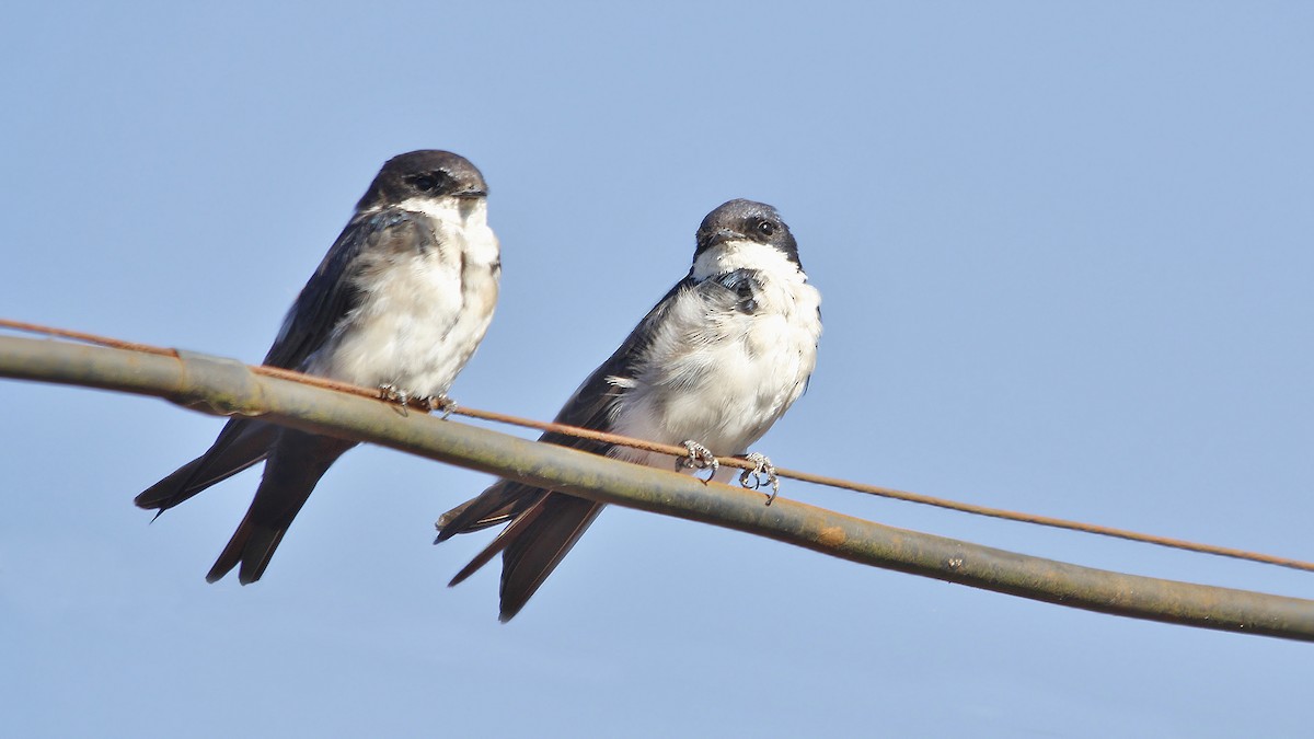 Blue-and-white Swallow - ML619542529