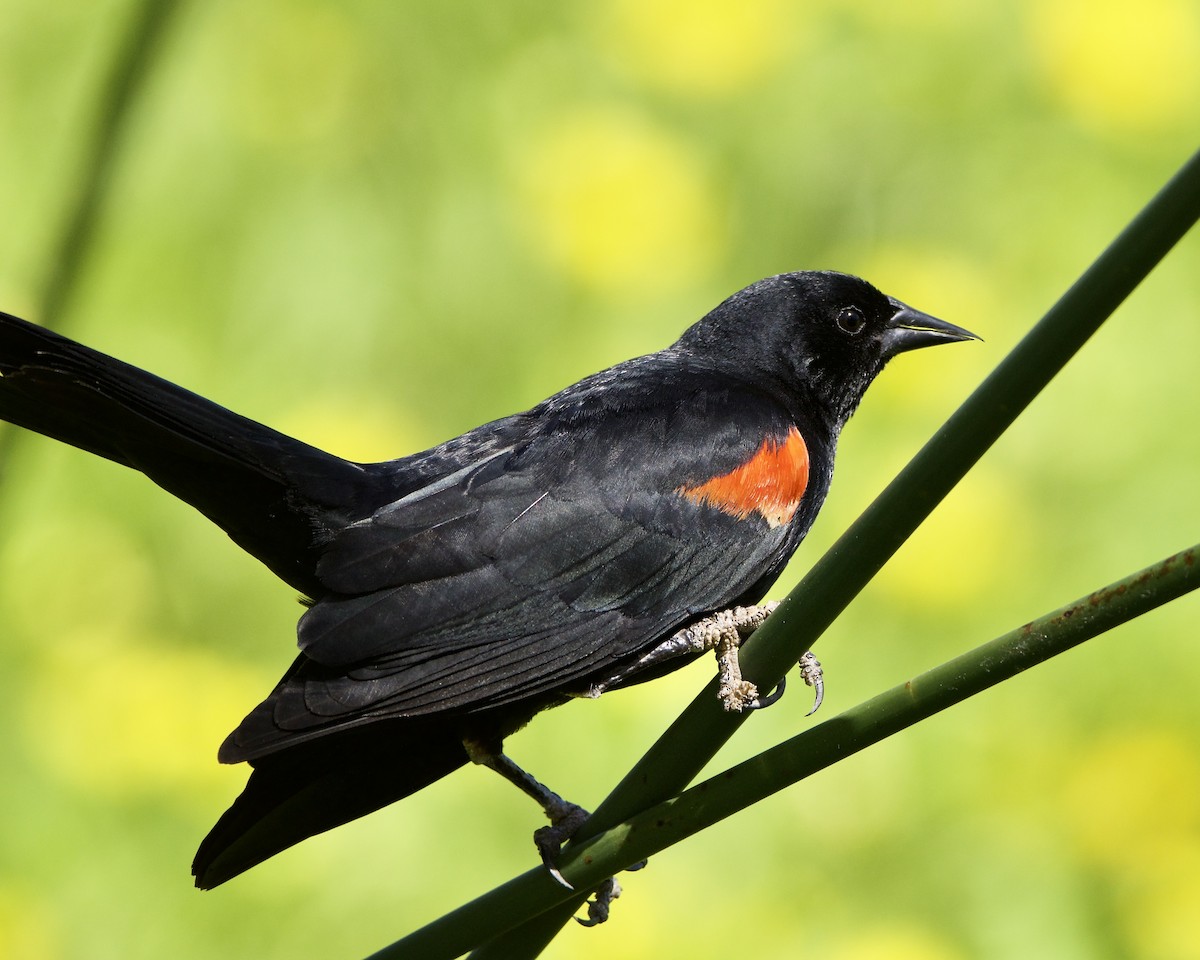 Red-winged Blackbird - Julie Doerr