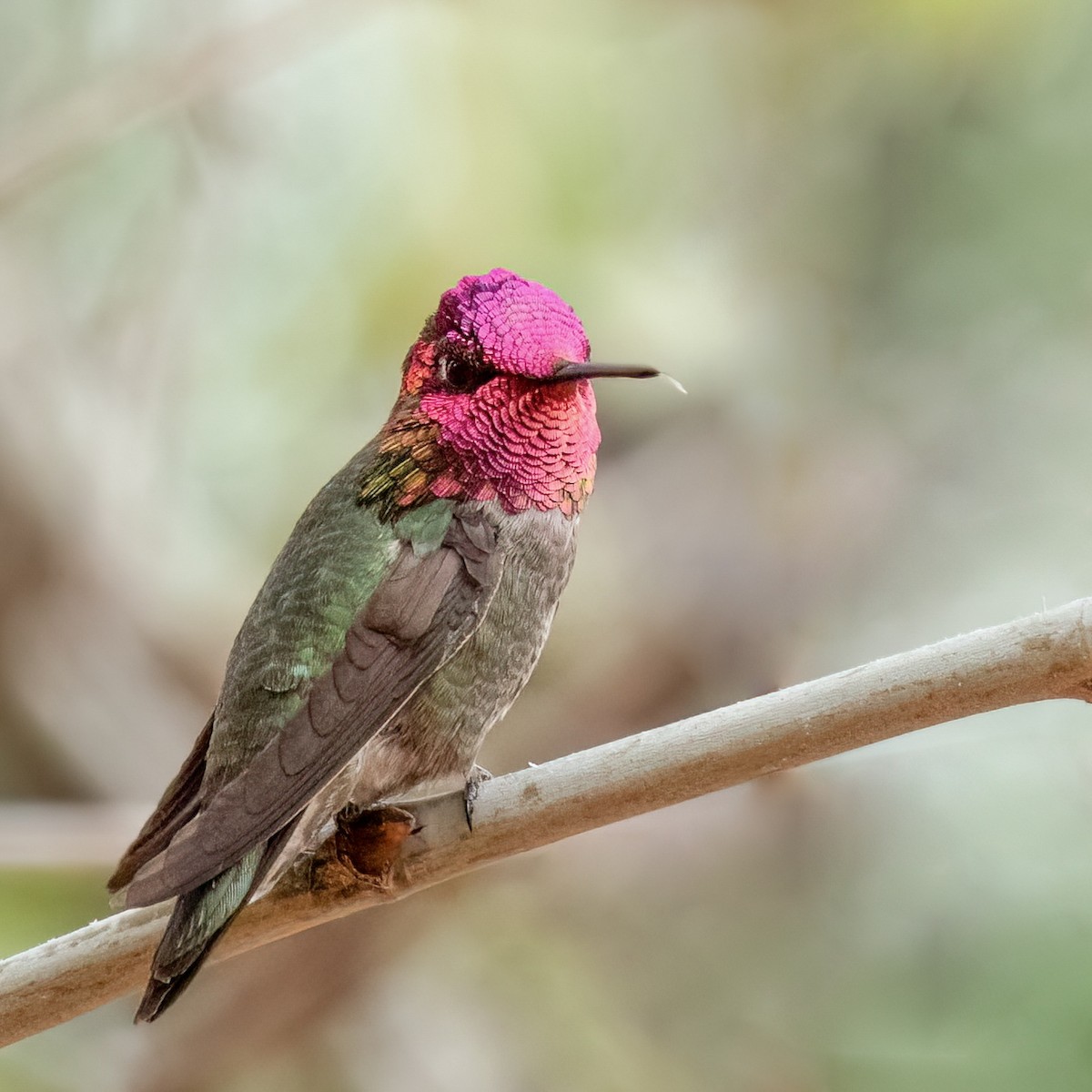 Anna's Hummingbird - Anonymous