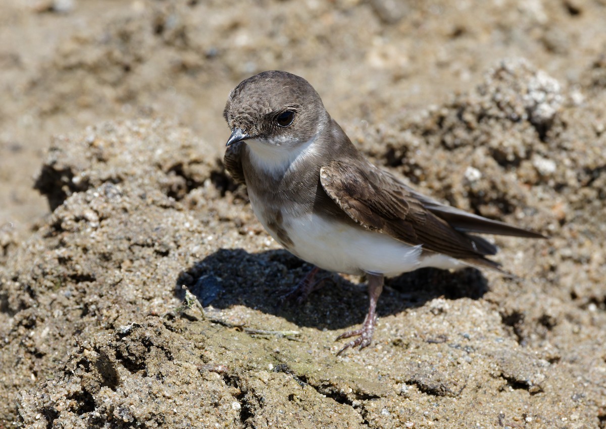 Bank Swallow - Bob Scheidt