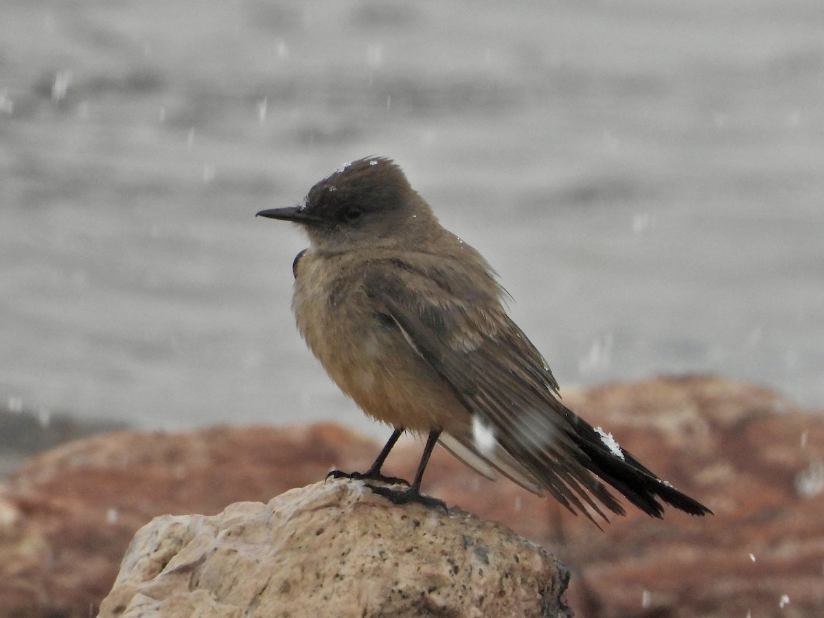 Say's Phoebe - ML619542538