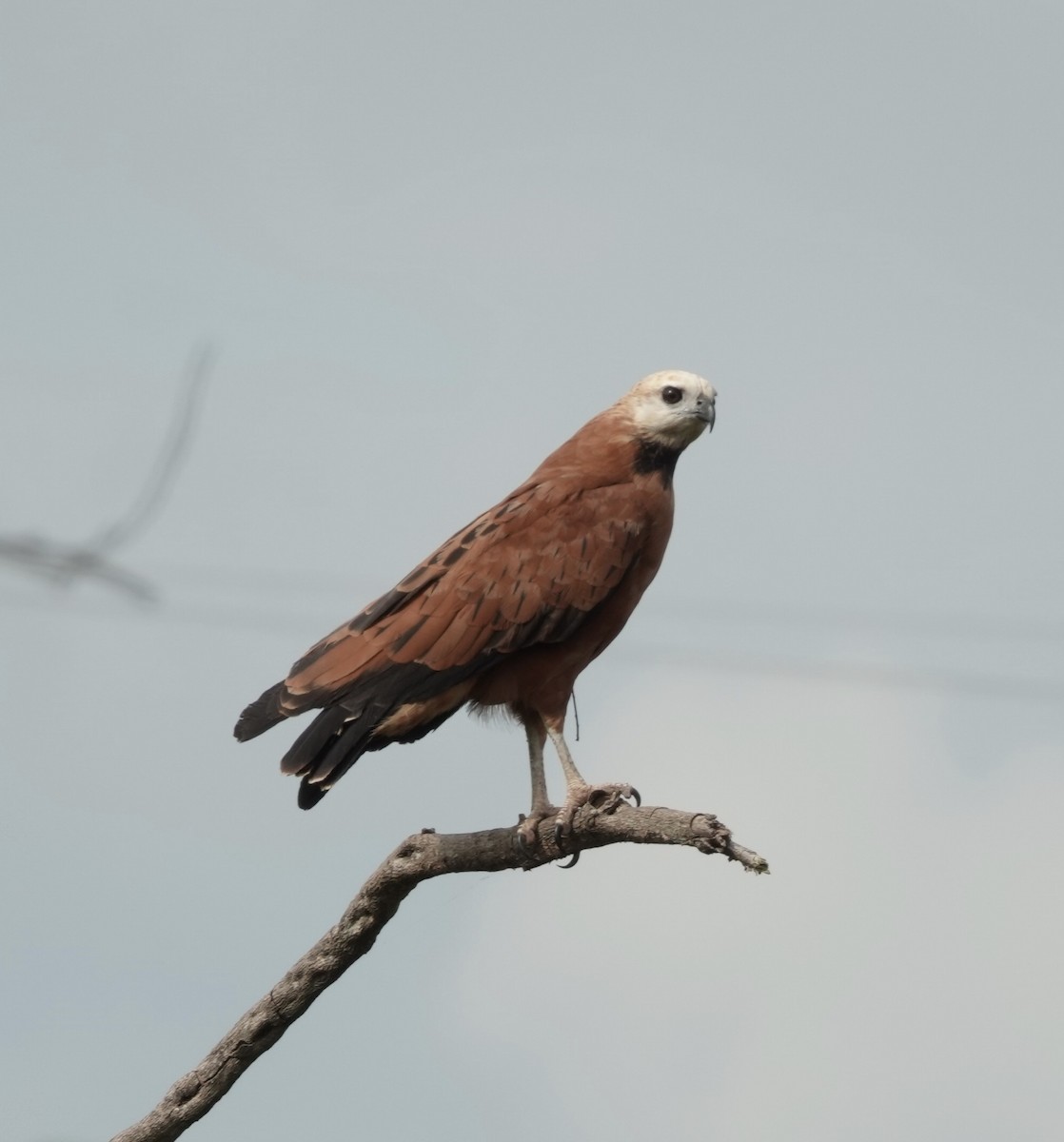 Black-collared Hawk - deidre asbjorn