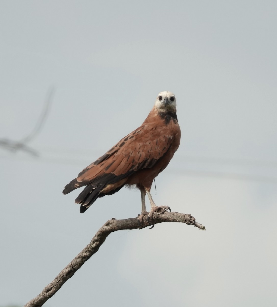 Black-collared Hawk - ML619542548