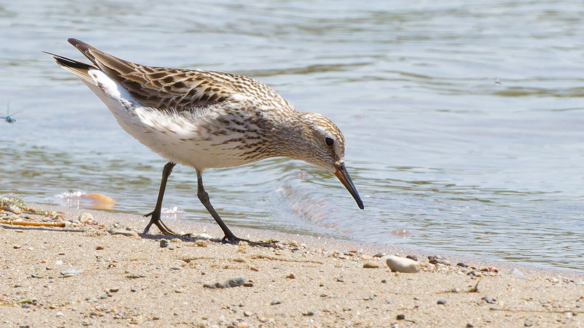 White-rumped Sandpiper - ML619542550