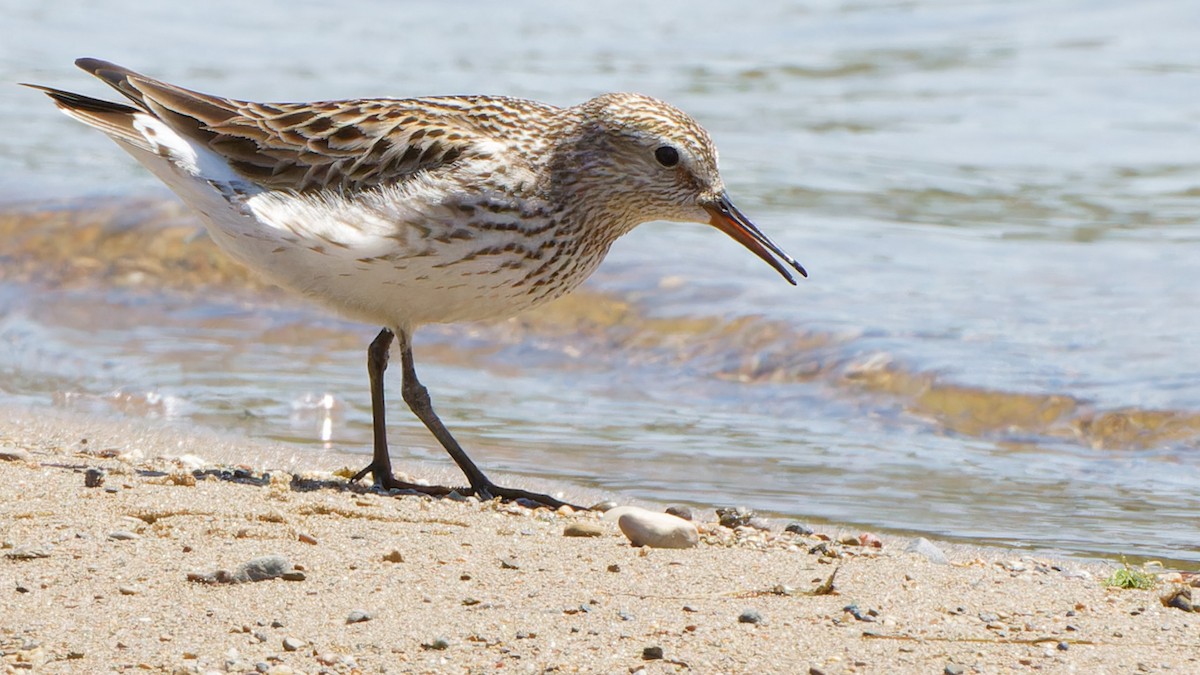 White-rumped Sandpiper - Bob Scheidt