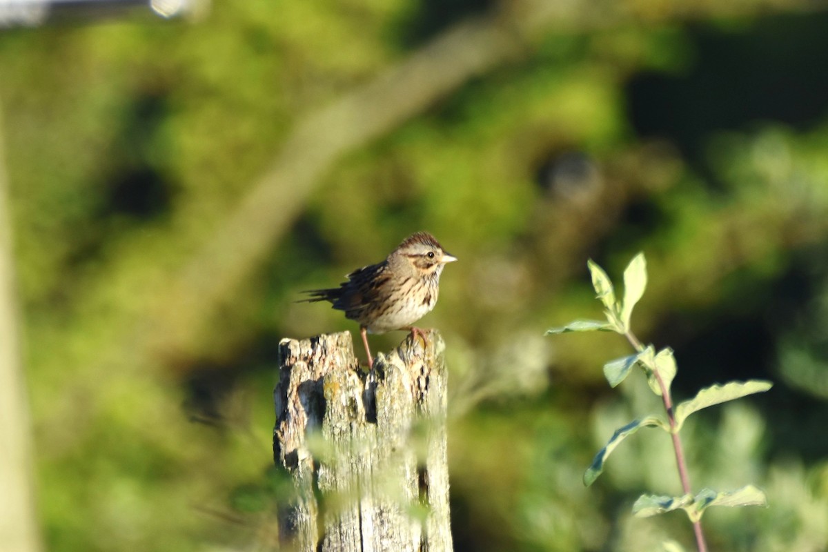 Lincoln's Sparrow - irina shulgina