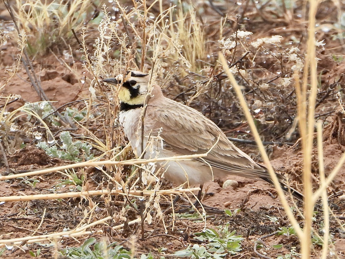 Horned Lark - Katie Conlin