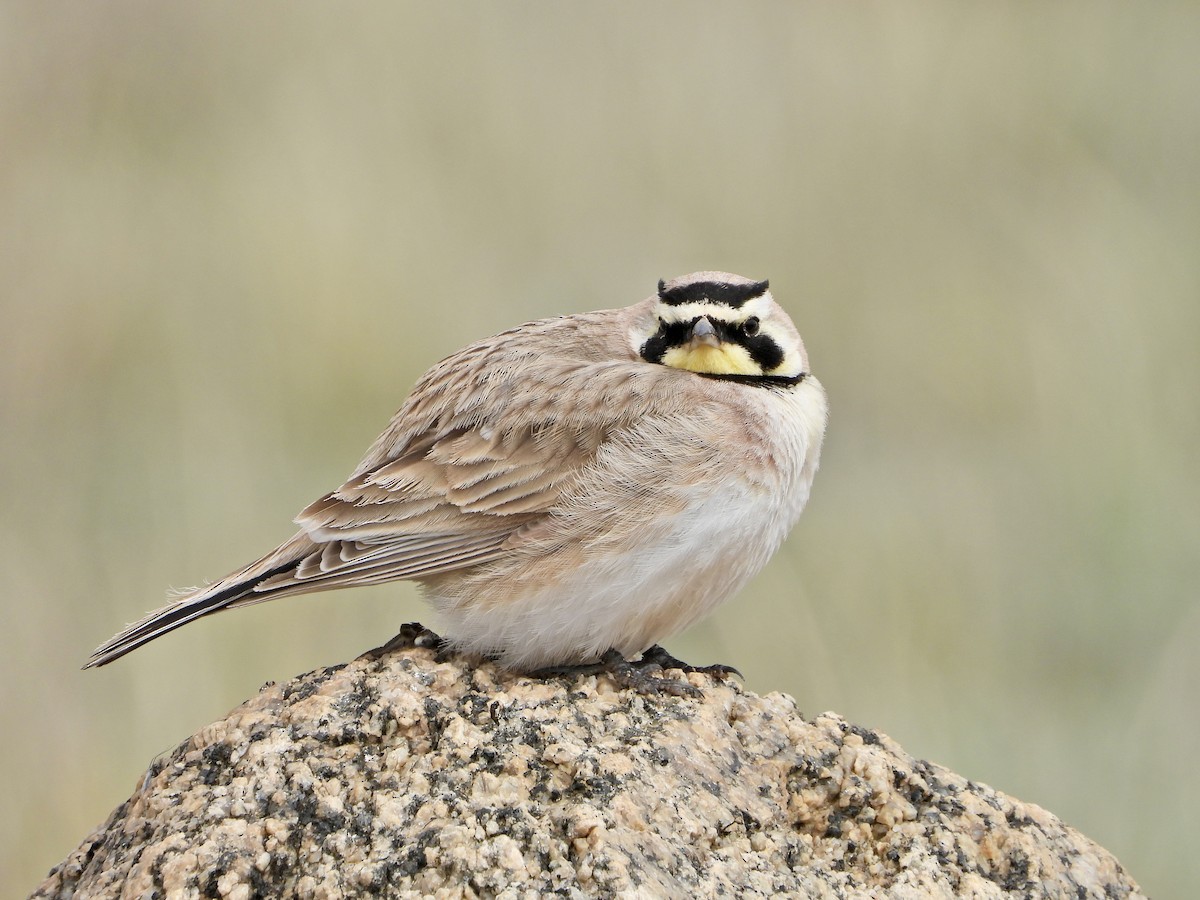 Horned Lark - Katie Conlin