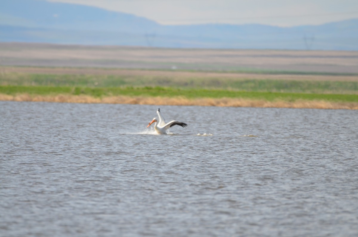 American White Pelican - Carmen Tavares