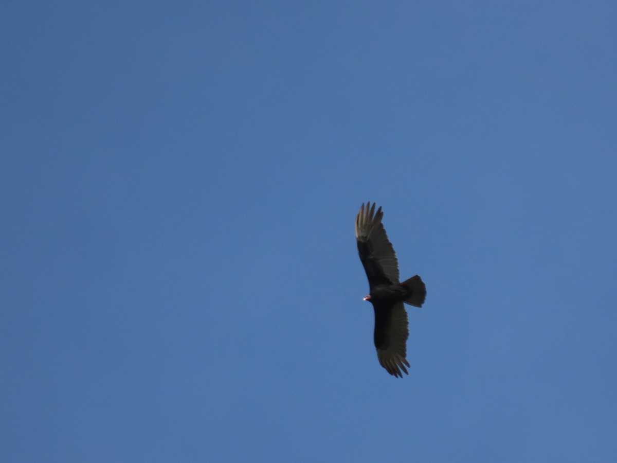 Turkey Vulture - Márcio Alves Cardoso