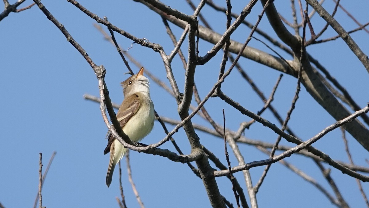 Willow Flycatcher - leo wexler-mann