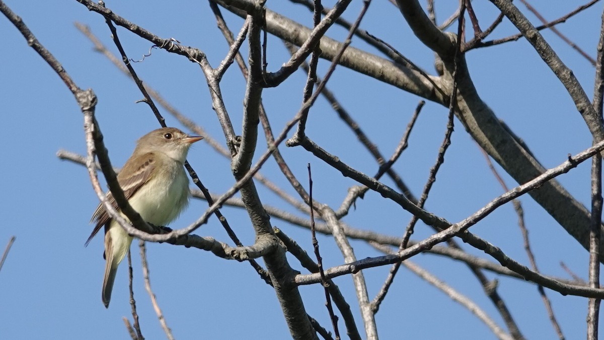 Willow Flycatcher - leo wexler-mann