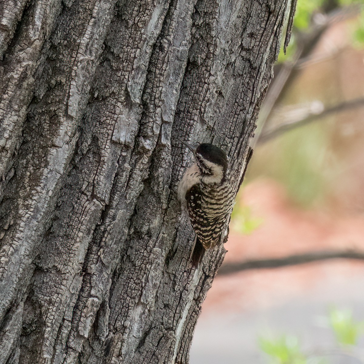 Ladder-backed Woodpecker - Anonymous