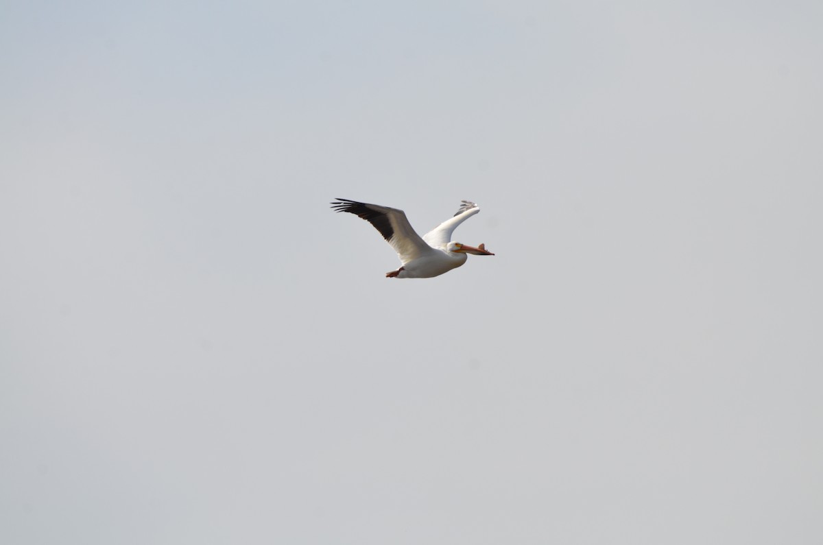 American White Pelican - Carmen Tavares