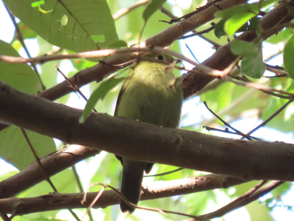 Helmeted Manakin - Márcio Alves Cardoso