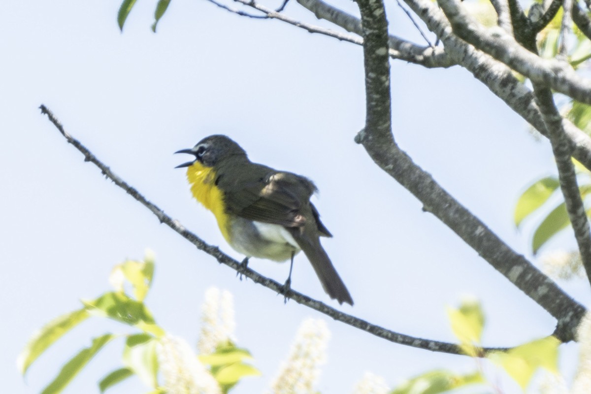 Yellow-breasted Chat - Helen Chelf