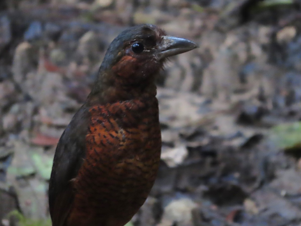 Giant Antpitta - Hugo Foxonet