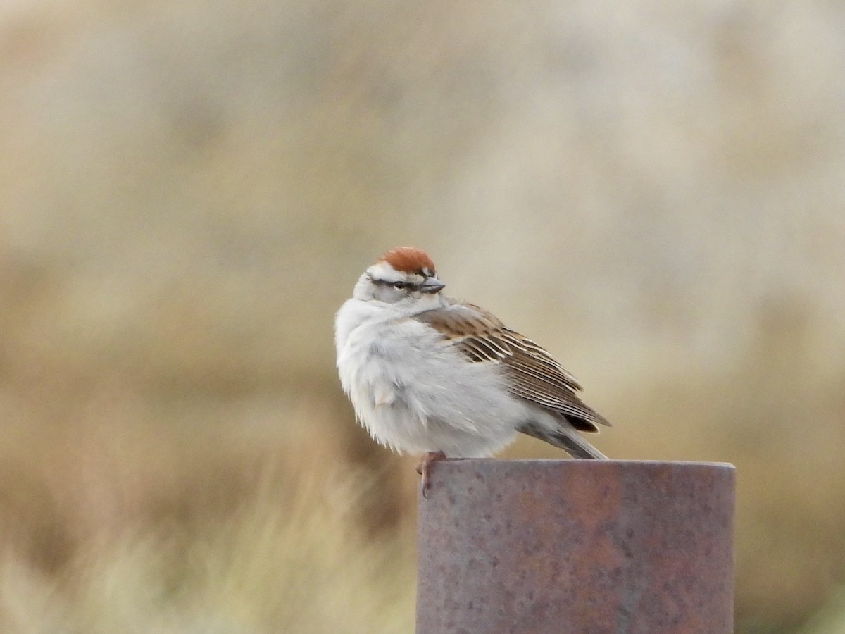 Chipping Sparrow - Katie Conlin