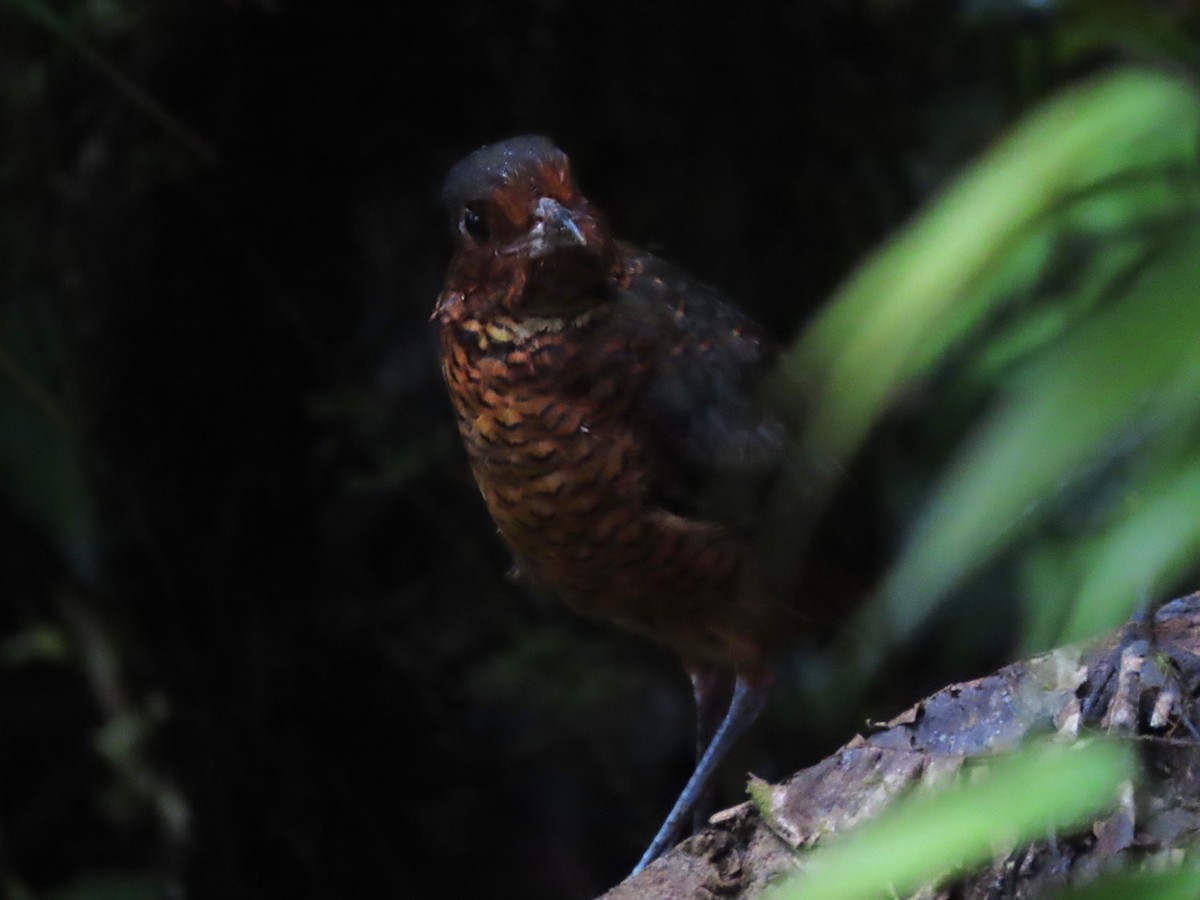 Giant Antpitta - Hugo Foxonet