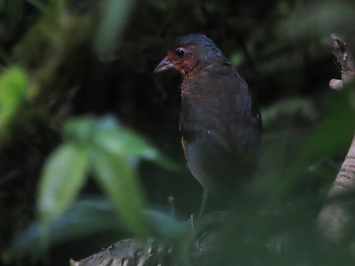 Giant Antpitta - Hugo Foxonet